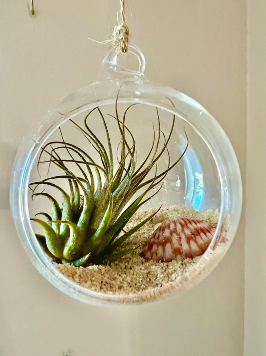 Beach Bliss Air Plant Terrarium - Large Shell